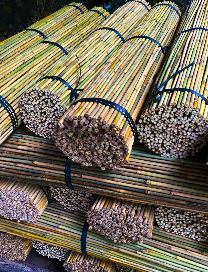 bambú tailandés