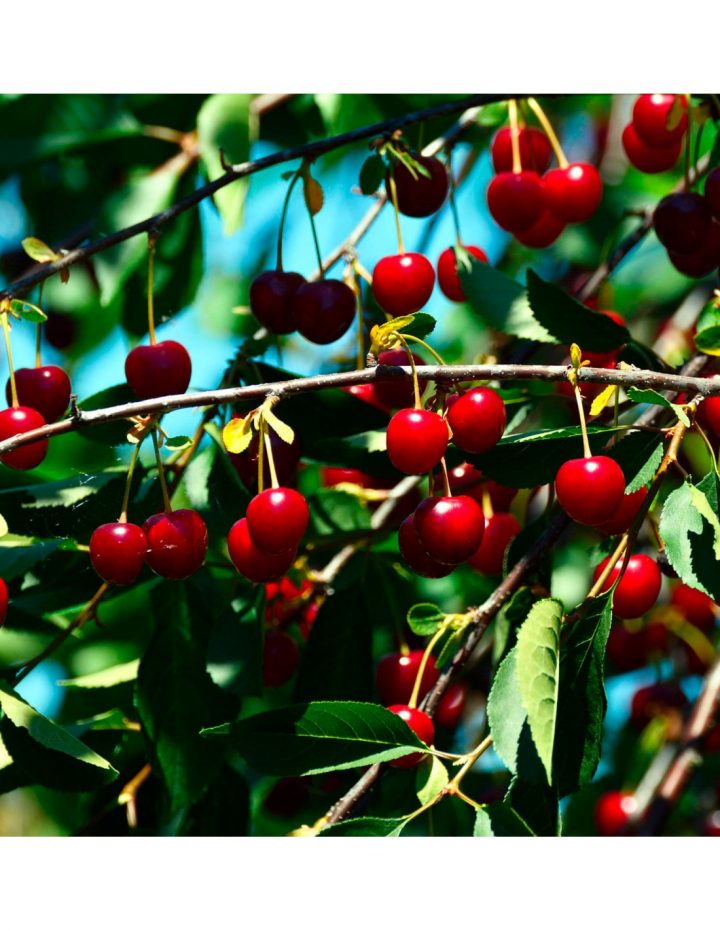 árboles frutales