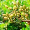 pistachos