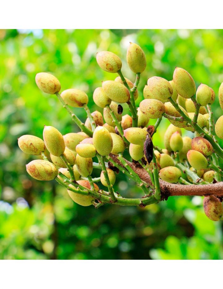pistachos