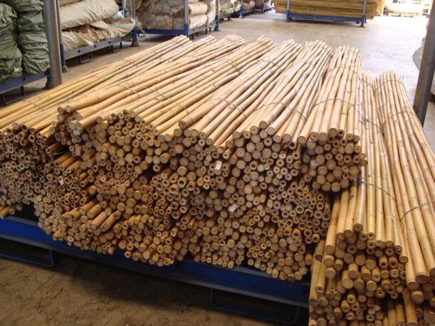 bambu tailandes